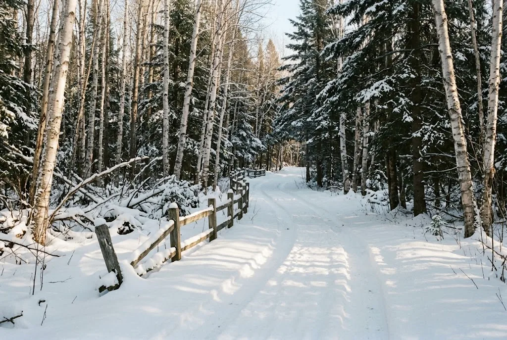 A snowy two-track road through birch and spruce